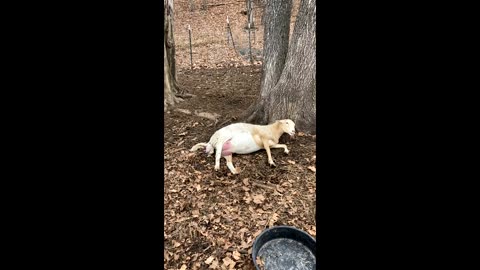 Lambing time on the farm!