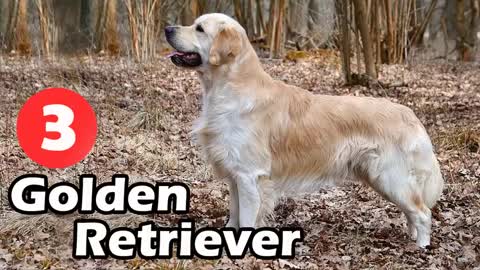 TOP 10 FRIENDLY DOG BREEDS