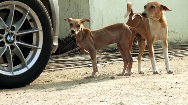 virus attack dog, Close up street dogs looking for camera