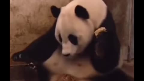 Pandas are one of the funniest animals on the planet 🐼