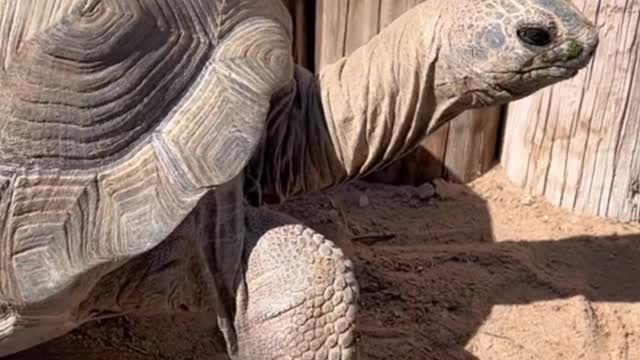 This turtle must be very old