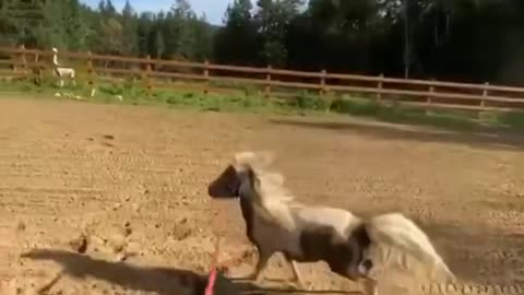 Cute And funny horse Videos Compilation cute moment of the horses - Cutest Horse #16