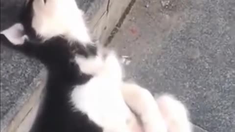 Adorable Pets - Try not to laugh Pt. 2