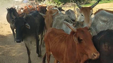 Cow animal