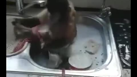 This monkey is a master at washing utensil #shorts #viral #shortsvideo #video