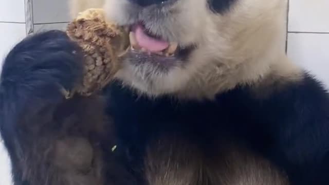 PANDA FUNNY VIDEOS