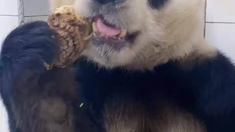 PANDA FUNNY VIDEOS