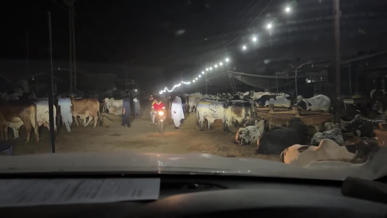 Raat mein mandi chale gae 🐂 boht mushkil se soda bana aaj 😅