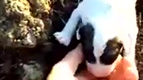 cute puppies-My dog gives bith to 5 puppies