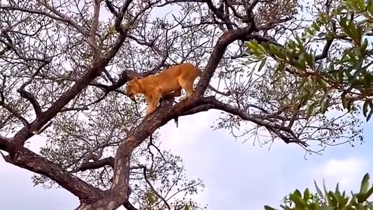 Lion chases Leopard in the tree #lion #bigcatsofrumble