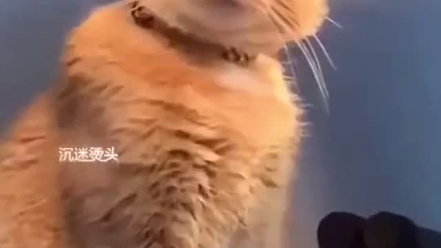 Funny Cat