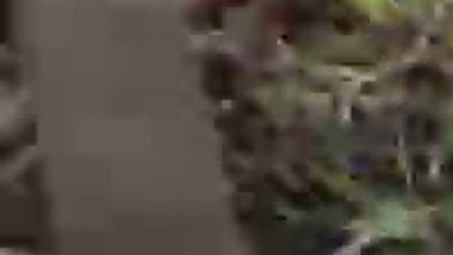 A real battle... No bills or decorations!