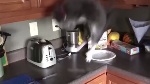 Funny Animals - Try not to laugh