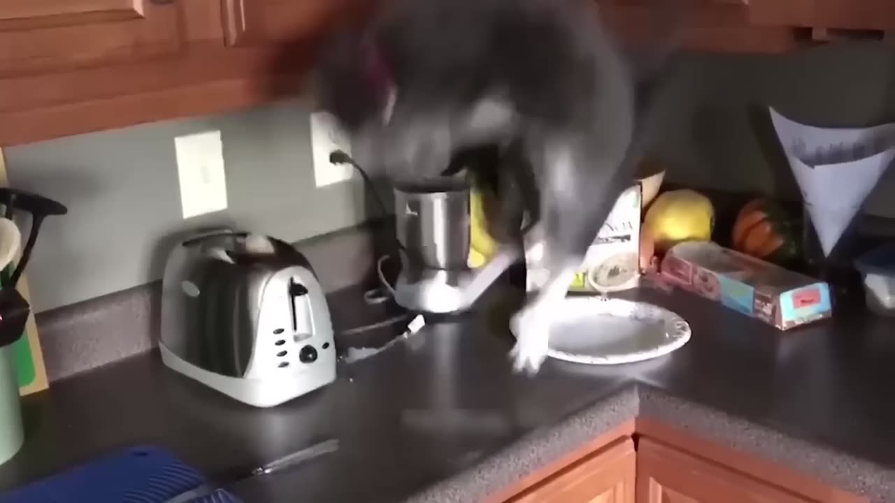 Funny Animals - Try not to laugh