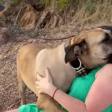 #Dog #Shirts #Big_Boerboel_cuddles