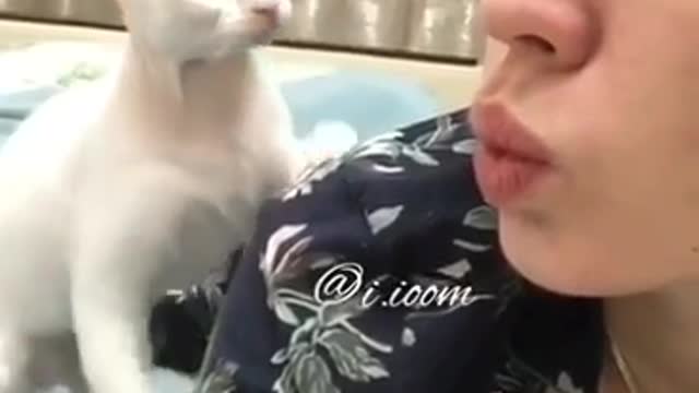 Cat Reaction