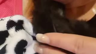 Bottle Baby Kittens Miss Winnie Vol 3