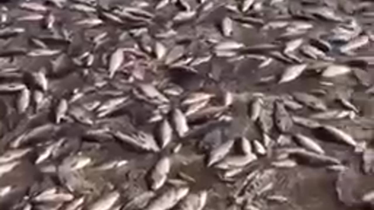 Eyewitnesses publish on the network a massive kill of fish after the explosion of the Kakhovskaya