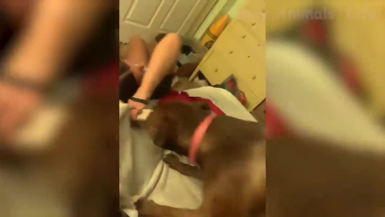 Funniest Cats And Dogs Videos - The Best Animal Videos 2022 😇