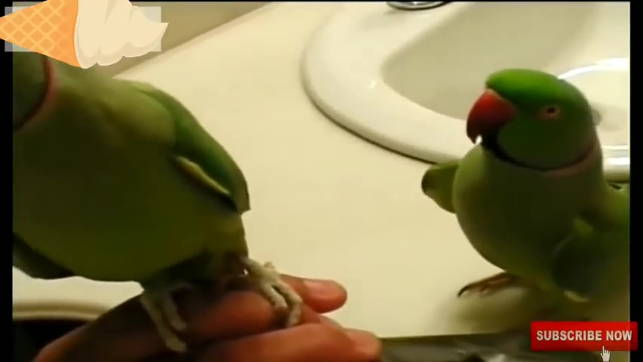 Funny Parrot videos compilation that you even seen