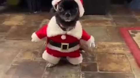 Santa puppy 💖💖