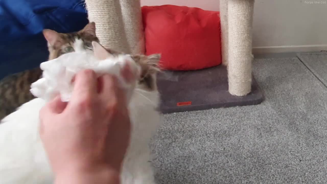 CAT VS INVISIBLE WALL