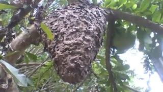 Uma grande casa de cupim no meio da árvore no jardim botânico [Nature & Animals]