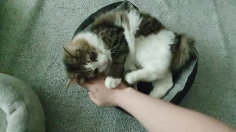 Hooman lured into a cat belly trap