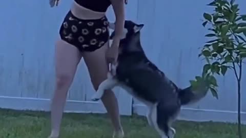 Dog bites a girl in the ass