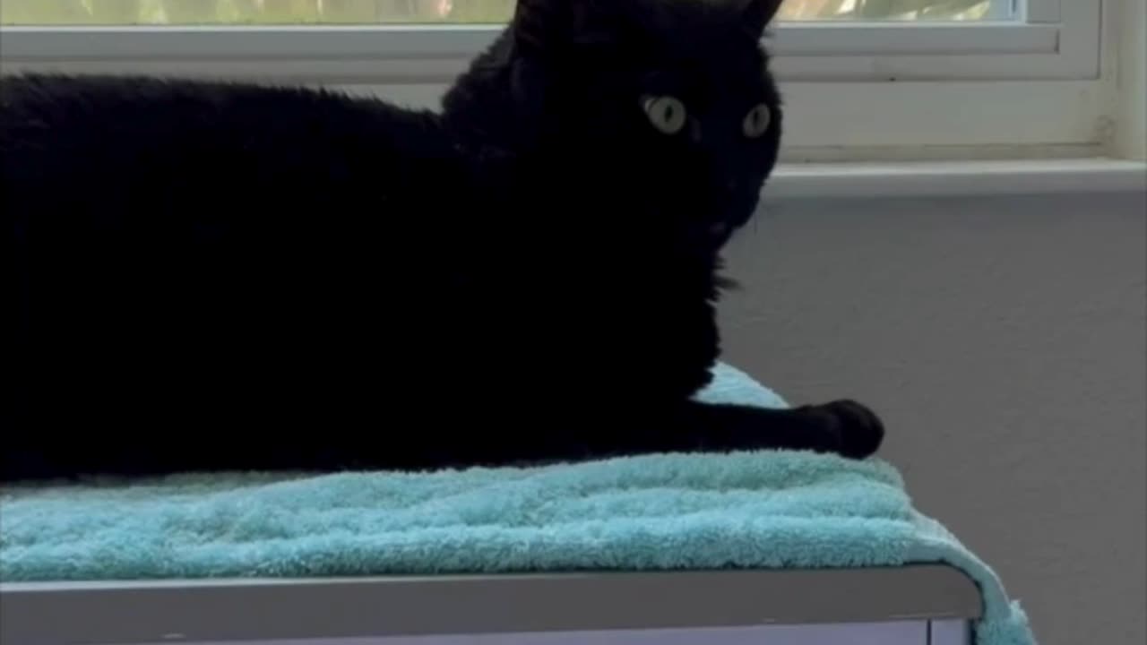 Cute Precious Piper Has a Nice View from Her Spa - Adopting a Cat from a Shelter Vlog #shorts