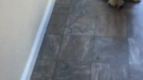 White Bulldog Sits in the Fireplace after Bath