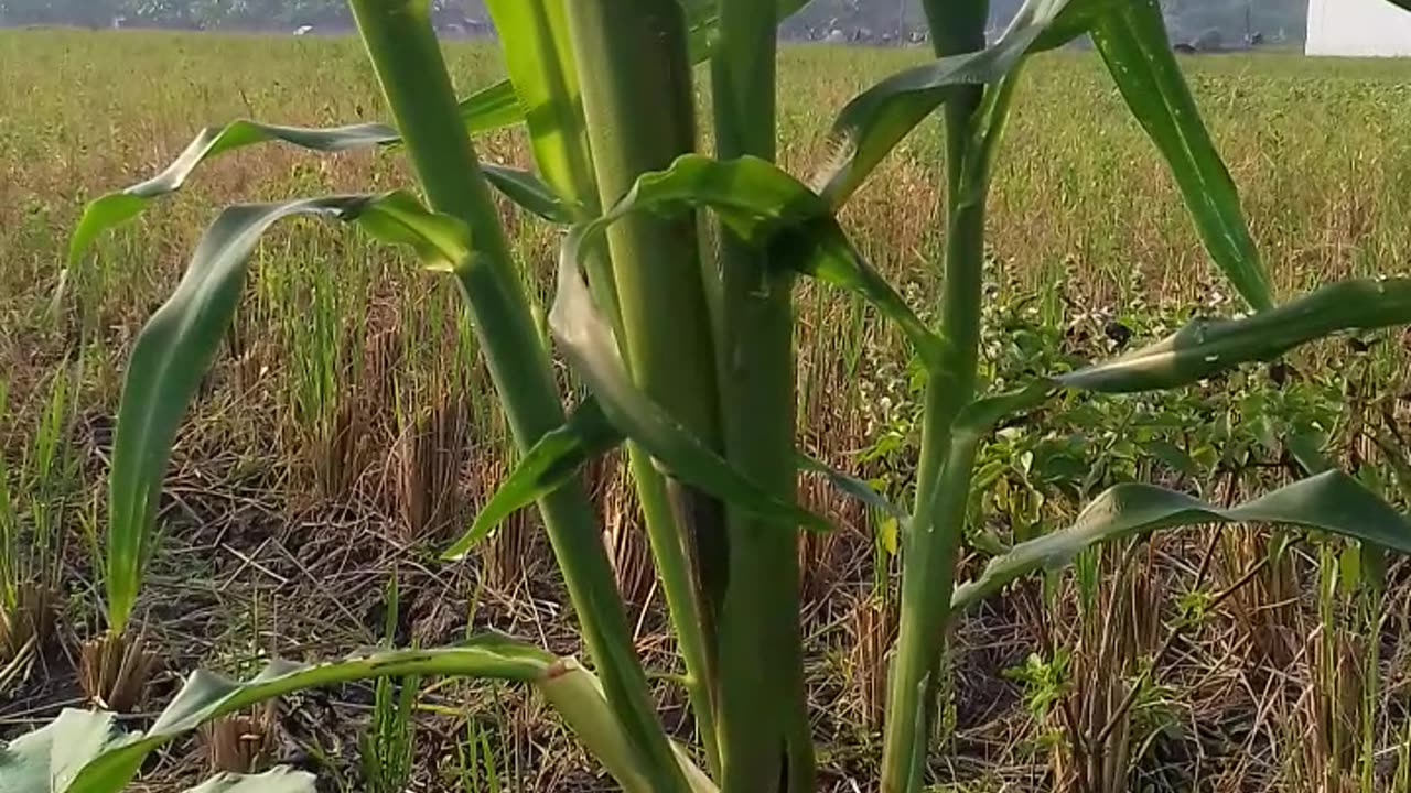 Jagung Original Bercabang