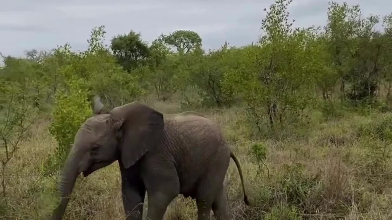 Young Elephant With Attitude