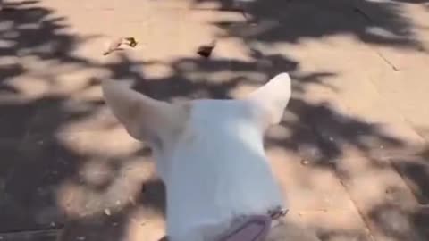 Cute and Funny Dog Compilation