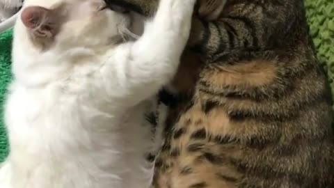 Black cat and white cat