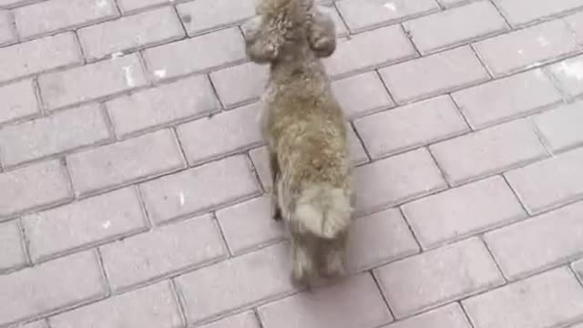 puppy can go home