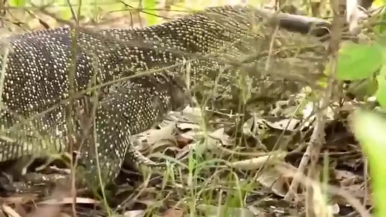 Aghast The Brutal moment when the Fierce Lion couldn't Avoid The giant Lizard Bites