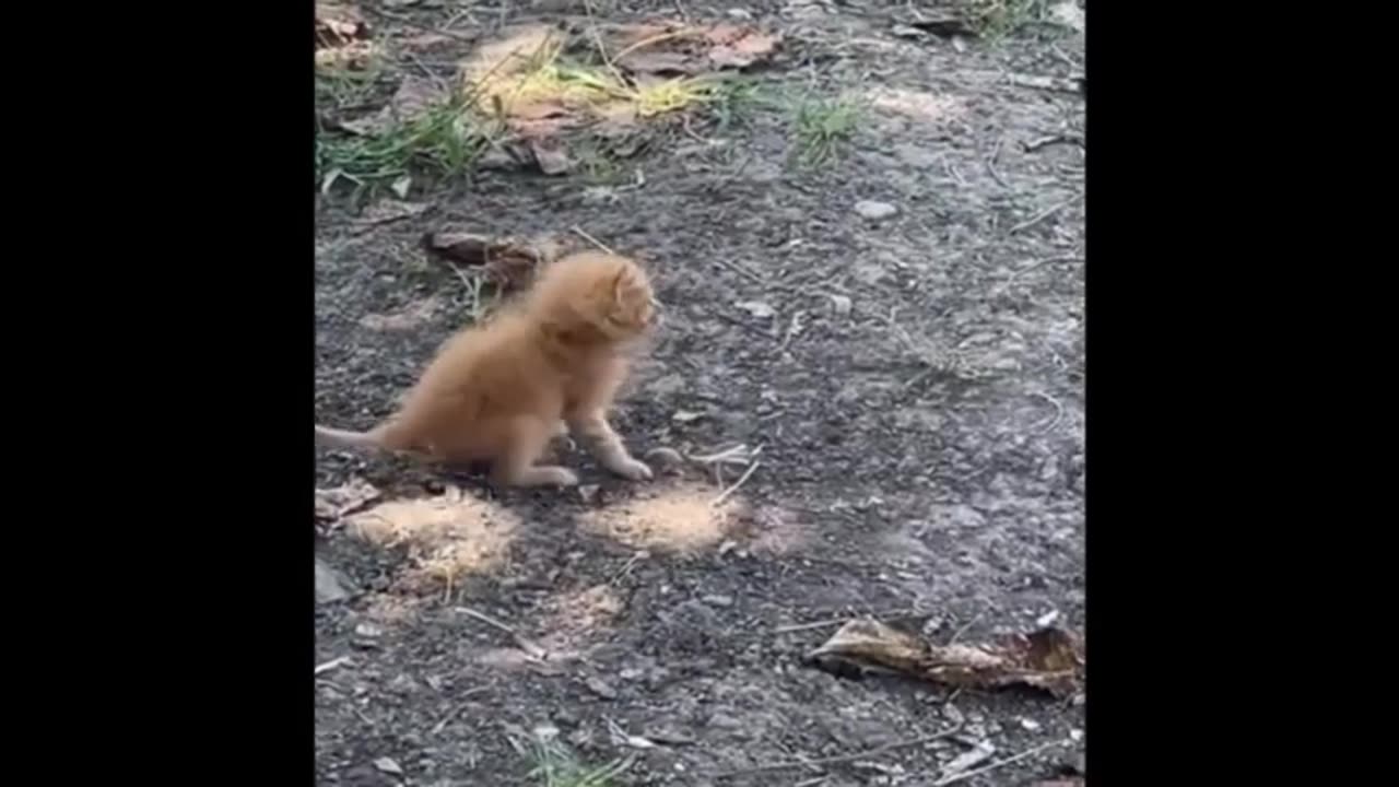 Cute animal kitten 😻💕 #cat #cute #kitten #pets #meow #videos #shorts 2