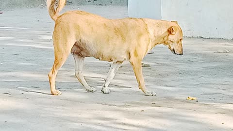 Dog drink water