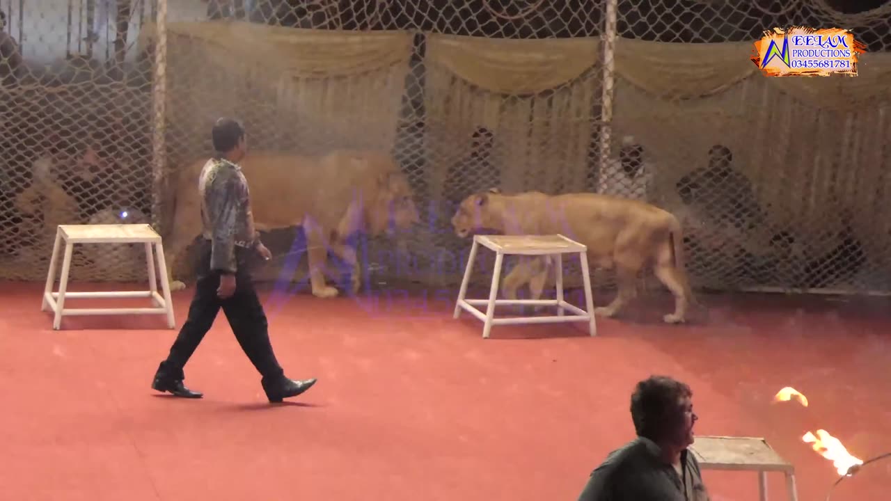 Unique feat of dangerous lions