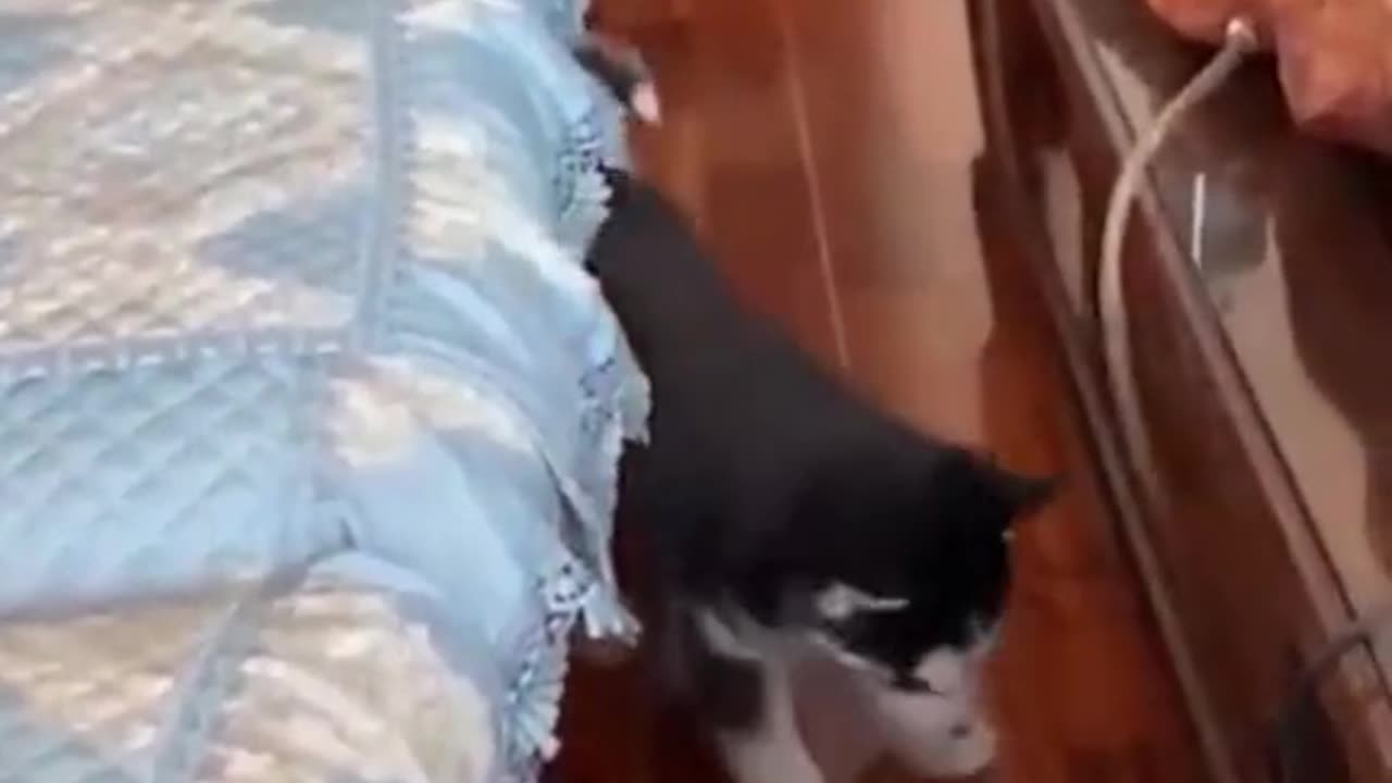Cats videos funny and funny videos