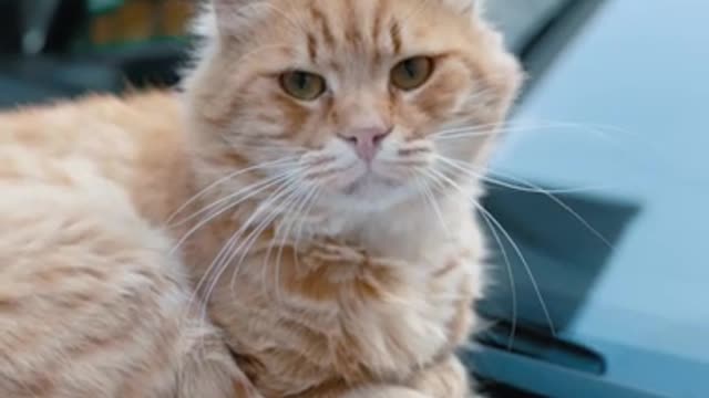 Funny animals - Funny cats / dogs - Funny animal videos 235