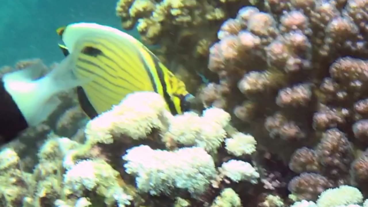 Bright Coloured Angelfish In The Red Sea Coral Reef - No Sound