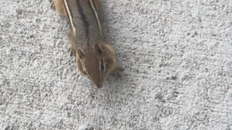 Cute chipmunk