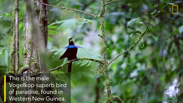 Rare Video of a Strange Courtship Dance by a New Bird of Paradise Species