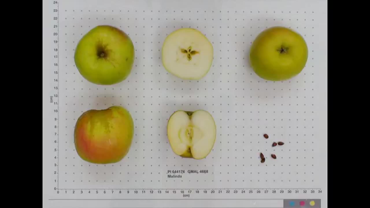 Odds and Ends Alt-Tech Exclusive 6 Lineage of the Minnesota Apple Breeding Program