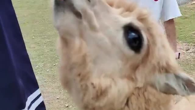 alpaca