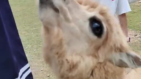 alpaca