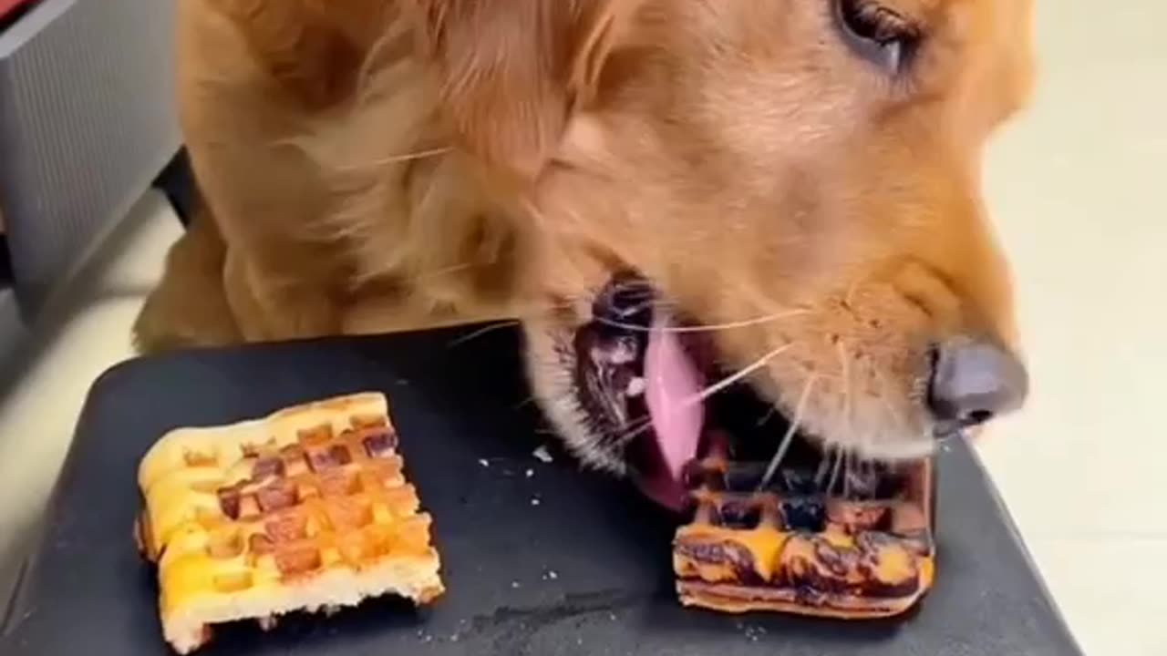 Darty pizza