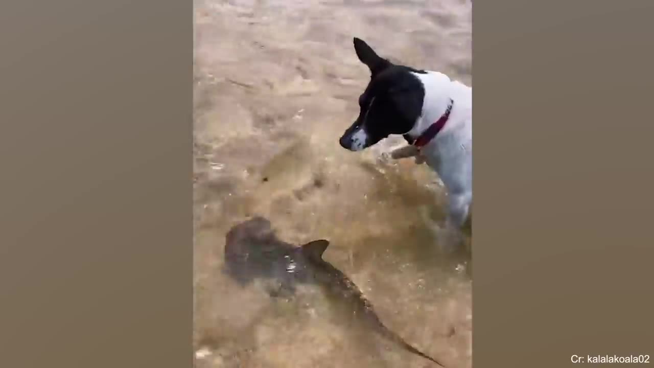 A wonderful dog will make friends with any animal
